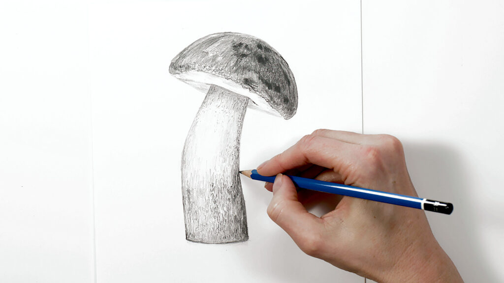 Drawing Mushrooms With Pencil