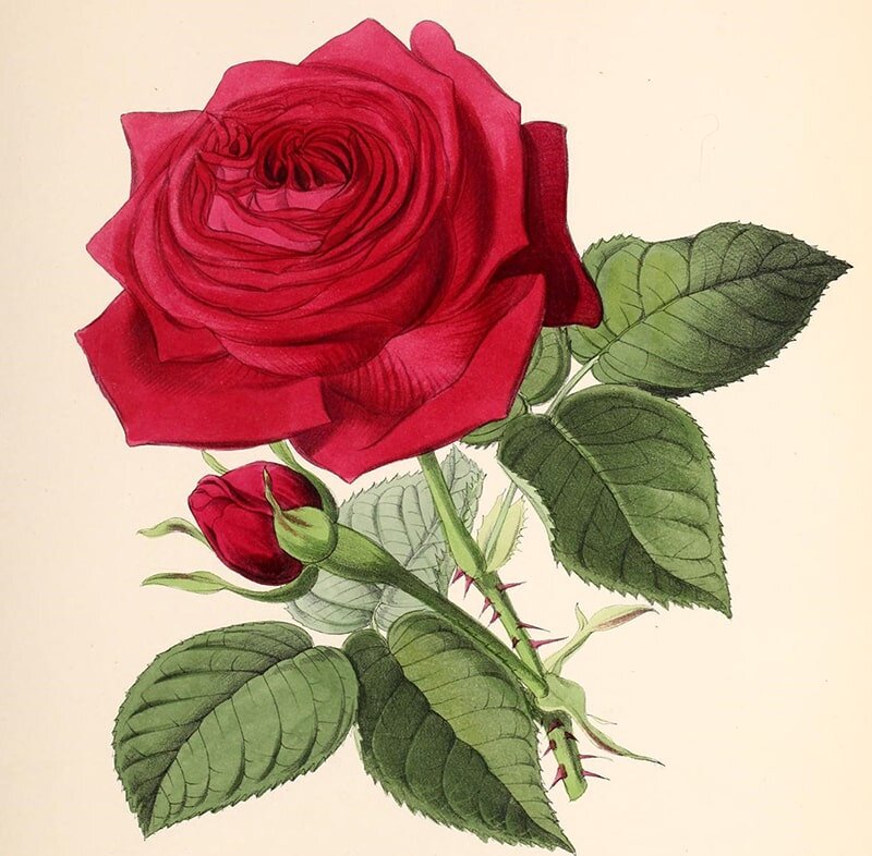 Drawing a Beautiful Rose