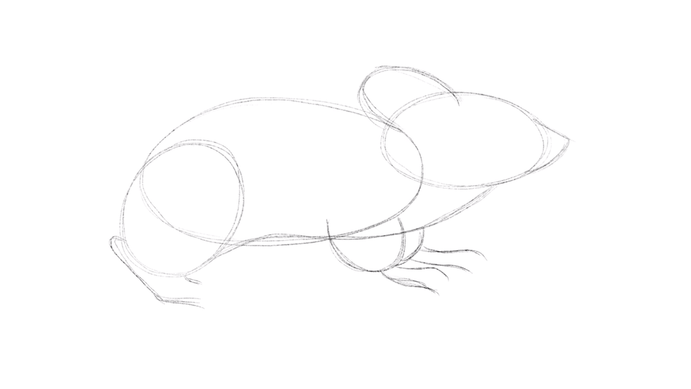 Drawing the Basic Shapes of mouse