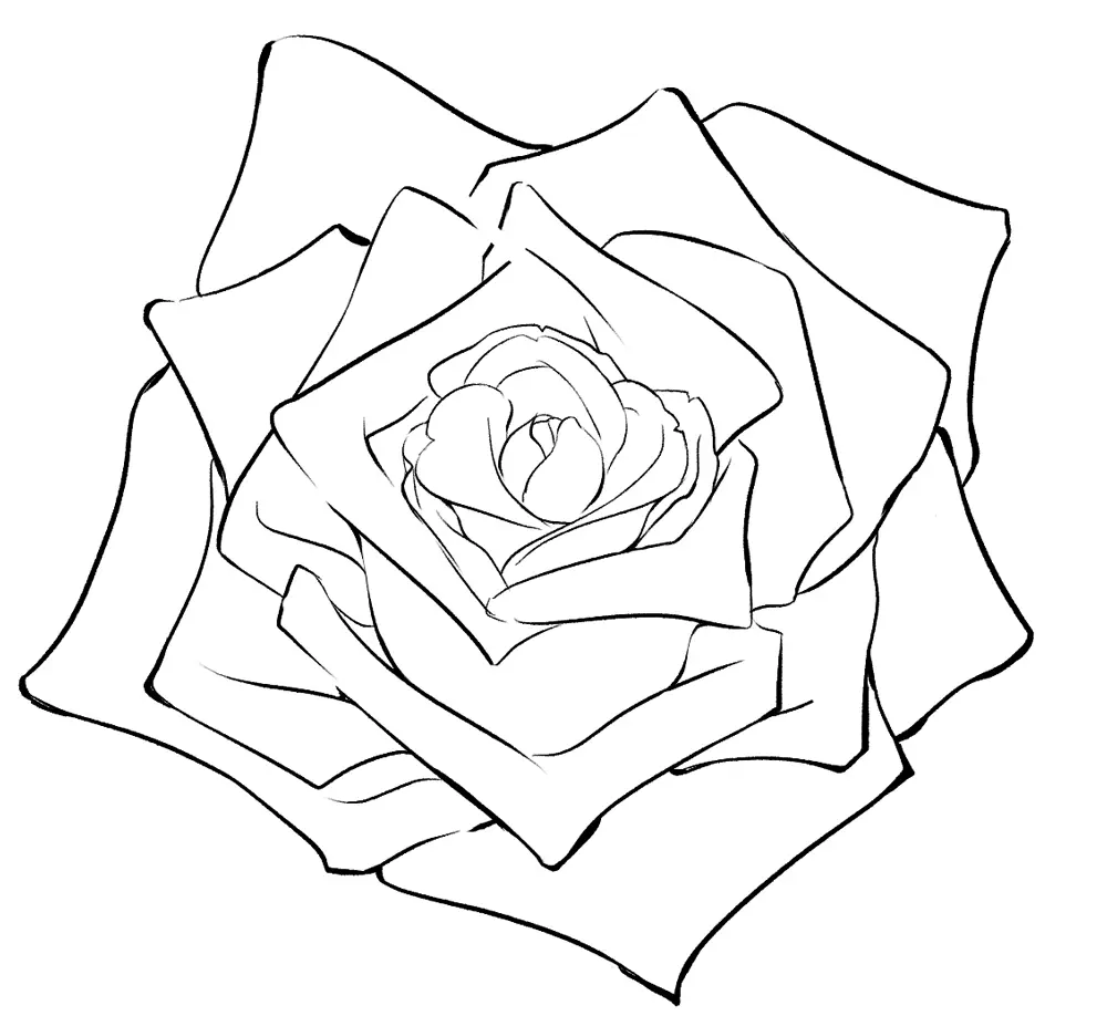 Drawing the Basic Structure of a Rose