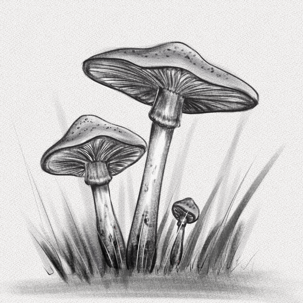 How to Draw a Realistic Mushroom?