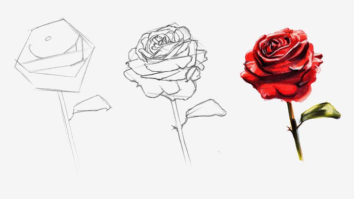 How to Draw a Realistic Rose?