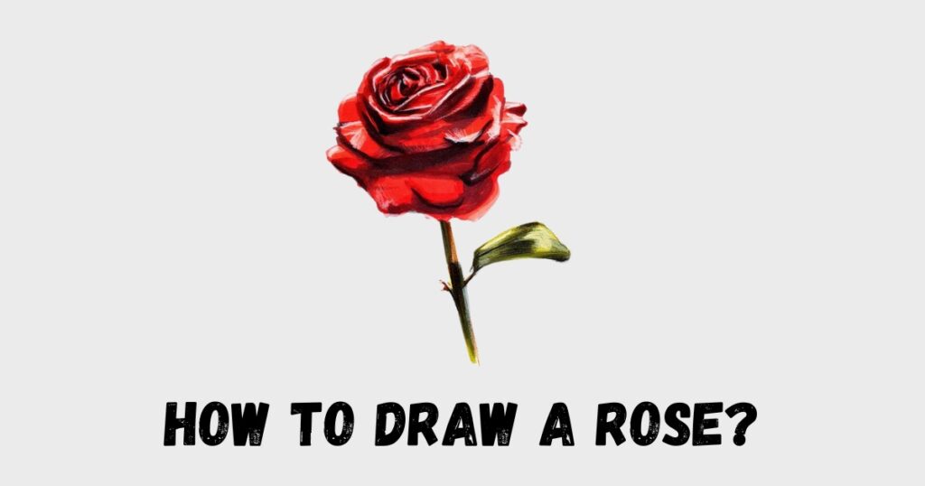 How to Draw a Rose?