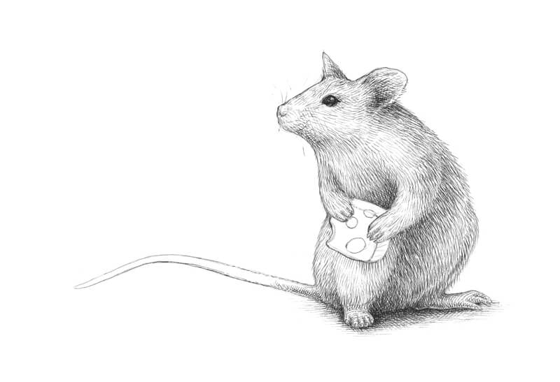 Refining the Mouse Drawing